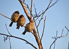 Ringmus (Passer Montanus) - Ulaanbaatar 06-08-2016 (2)